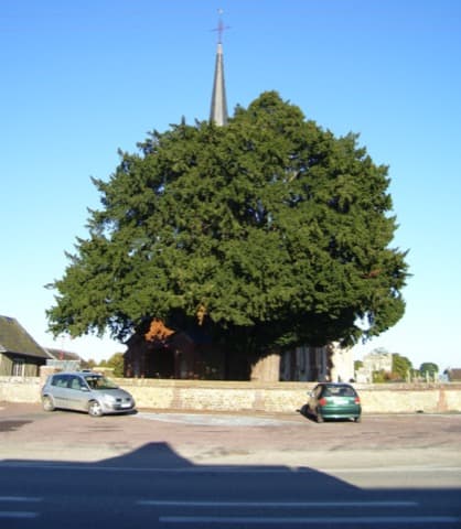 Élagueur Bazoques
